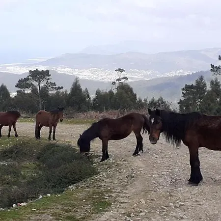 Casa De Santa Luzia Vila Praia de Âncora