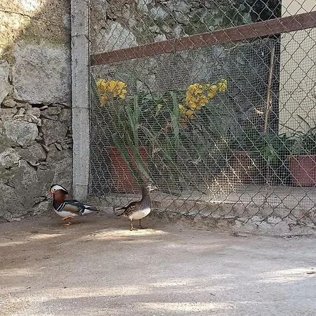 Casa De Santa Luzia Dom wakacyjny Vila Praia de Âncora